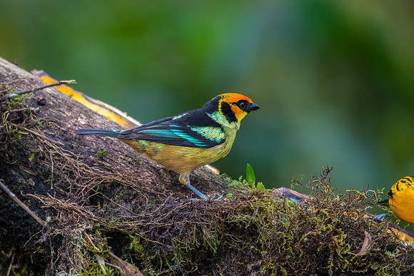 Flame-faced tanager KAC9982