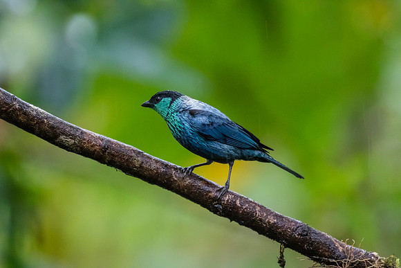 Black-capped tanager KAC0008
