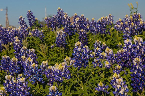 Texas Bluebonnet KAC0849