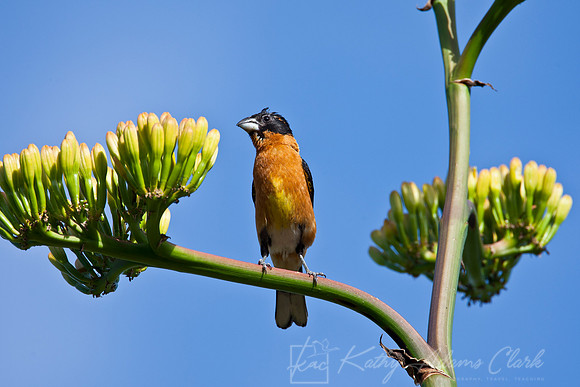 Black-headed grosbeak KAC6044