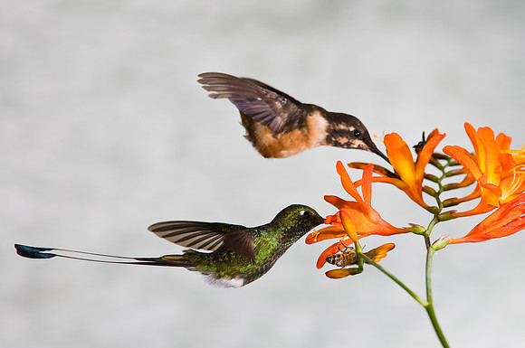 Booted racket-tail hummingbird KAC4804