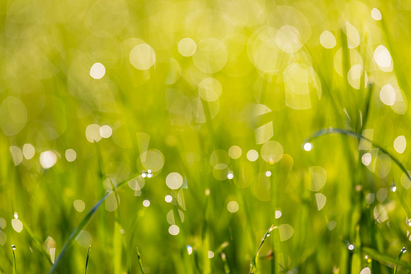 Grass Morning Spring KAC0594