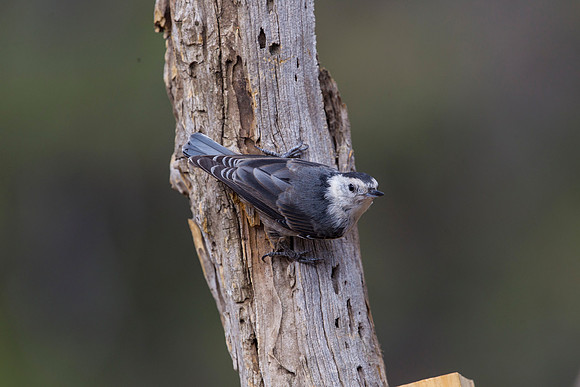 White-breasted nuthatch KAC8740