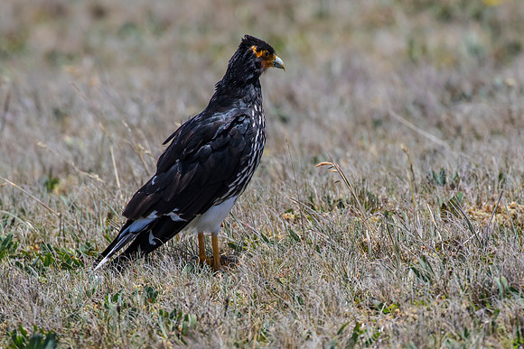 Carunculated caracara KAC8628