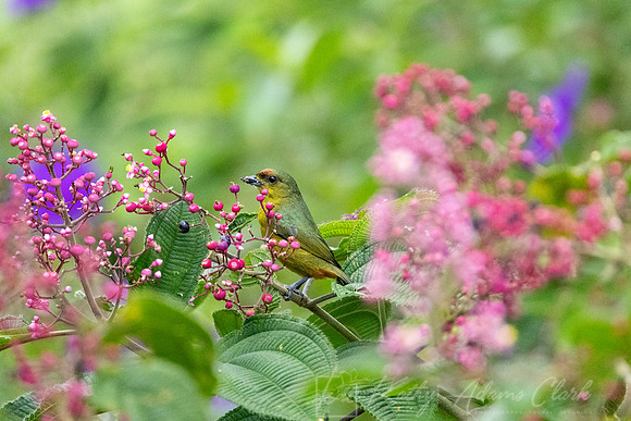Olive-backed euphonia KAC5693