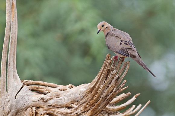 Mourning dove KAC1736