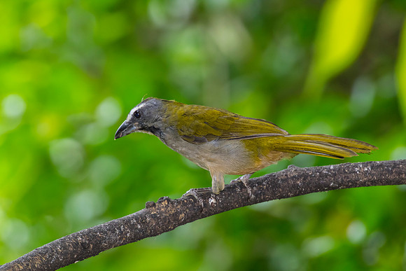 Buff-throated saltator KAC9557