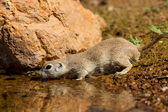 Round-tailed ground squirrel KAC9046