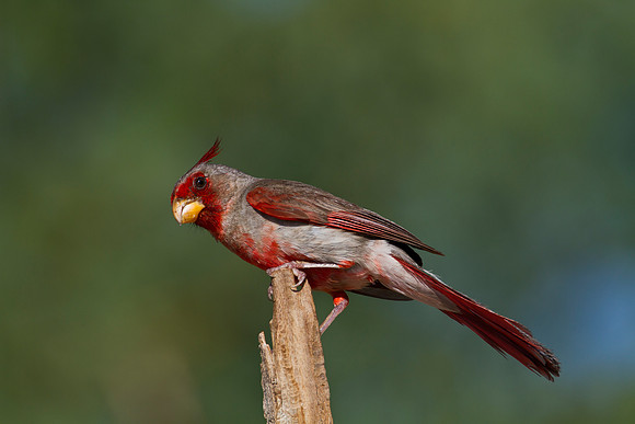 Pyrrhuloxia KAC1511