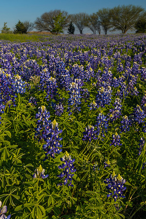Texas Bluebonnet KAC0834