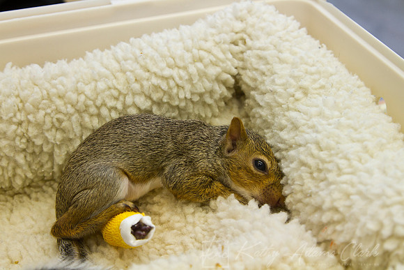 Eastern Gray Squirrel injured KAC9006