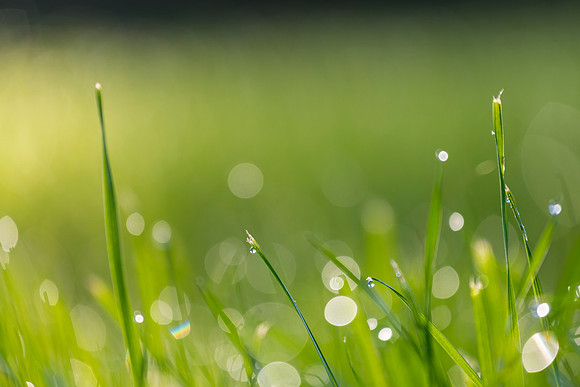 Grass Morning Spring KAC0571