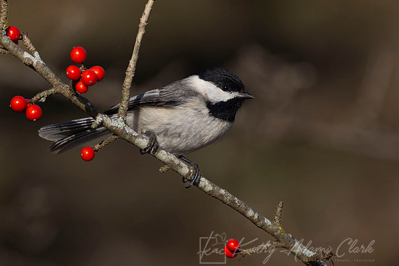 Carolina chickadee KAC1214