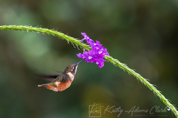 Purple-throated woodstar KAC9548