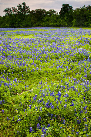 8 Bluebonnet blooms KAC40753