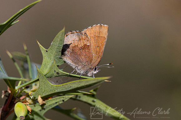 Henry's Elfin butterfly KAC9946