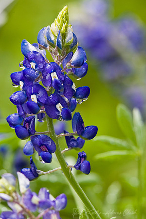 Bluebonnet KAC6887