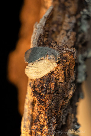 Moth Species focus stack 3 KAC0896_01