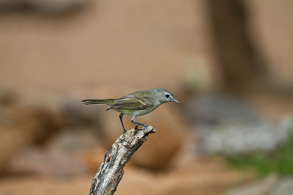 Bell's vireo KAC1920