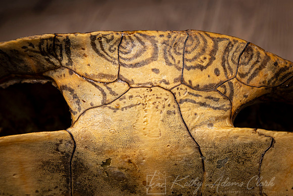 Turtle shell pattern KAC0040