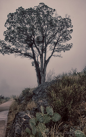Tree in Fog KAC0537_HDR