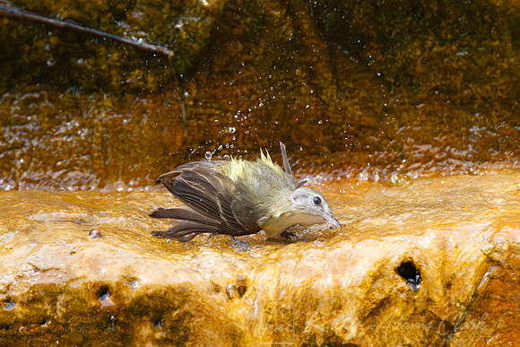 Bell's vireo KAC0432-Enhanced-NR