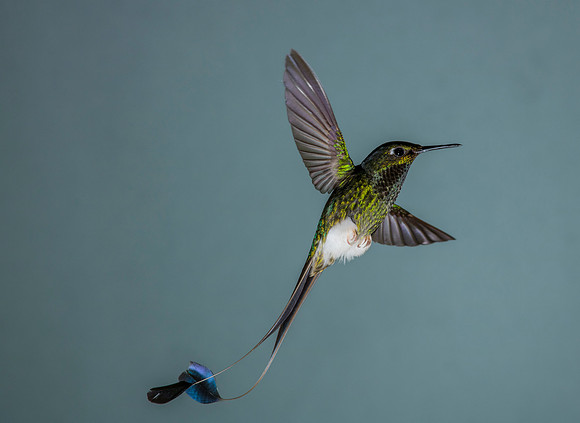Booted racket-tail hummingbird KAC9296