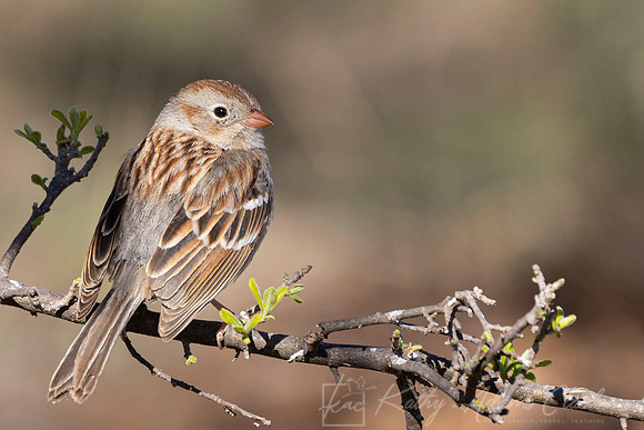 Field Sparrow KAC9500