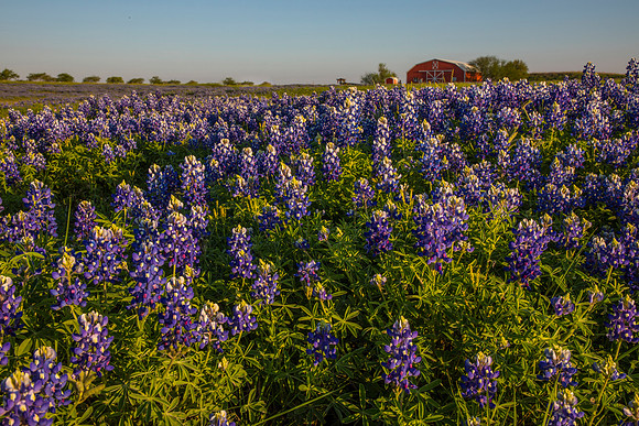 Texas Bluebonnet KAC0810