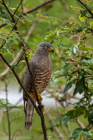 Roadside hawk KAC4134