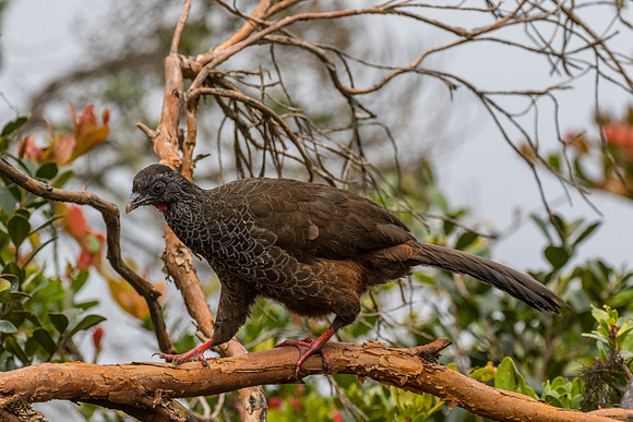 Andean guan KAC9208