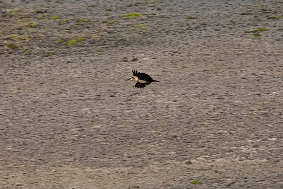 Black-faced ibis KAC8107