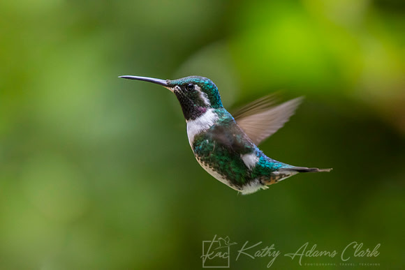 White-bellied woodstar hummingbird KAC8159