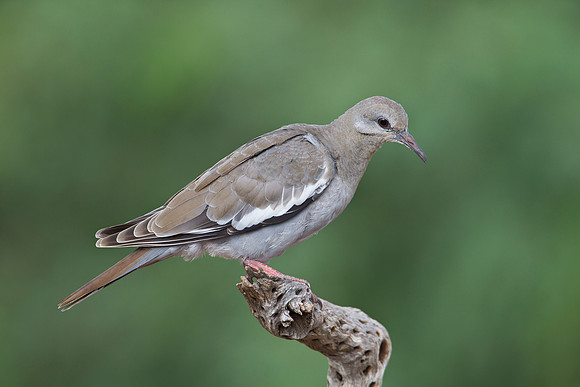 White-winged dove KAC1644