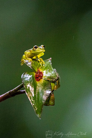 Ghost glass frog KAC4810