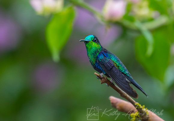 Green-crowned woodnymph KAC9606