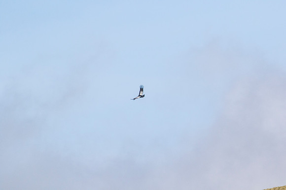 Andean Condor KAC8371
