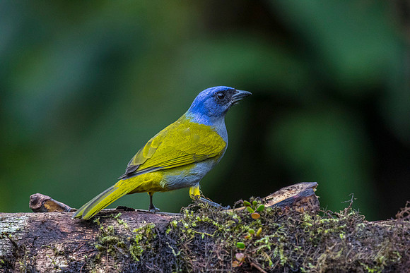 Blue-capped tanager KAC9864