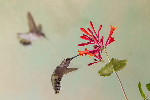 Black-chinned hummingbird KAC8134