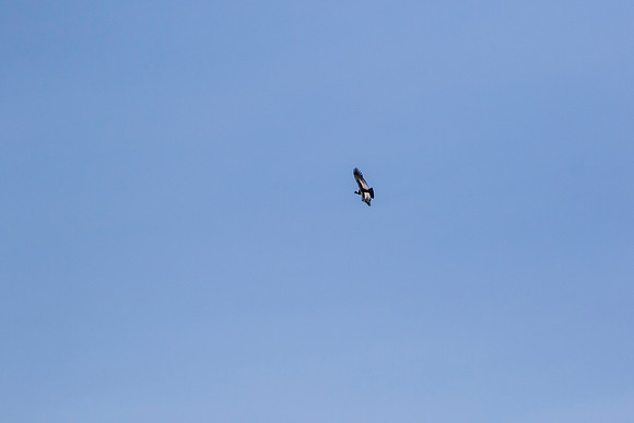 Andean Condor KAC8472