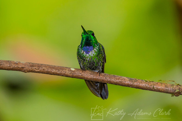 Purple-bibbed whitetip Hummingbird KAC9611