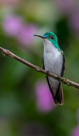 Andean emerald hummingbird KAC0896