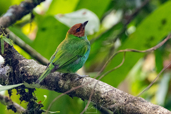 Bay-headed tanager KAC6322