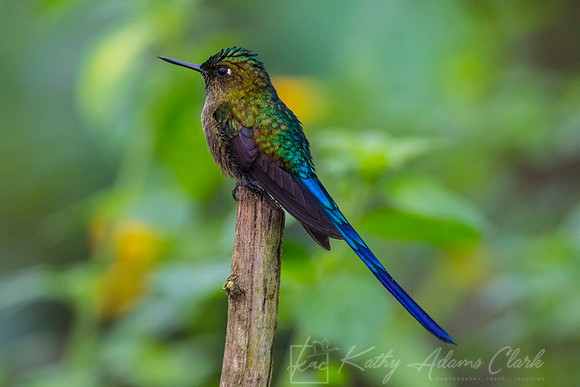 Violet-tailed sylph hummingbird KAC9917