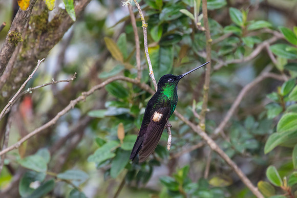 Buff-winged starfrontlet KAC0688