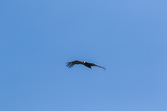 Andean Condor KAC8491