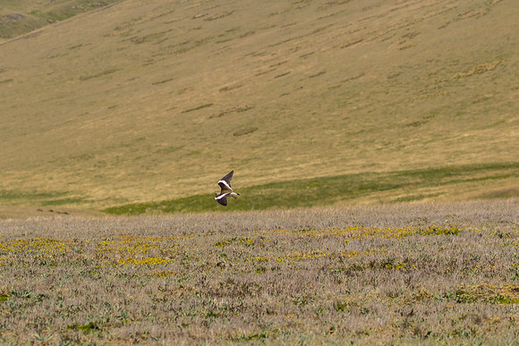Andean lapwing KAC8691