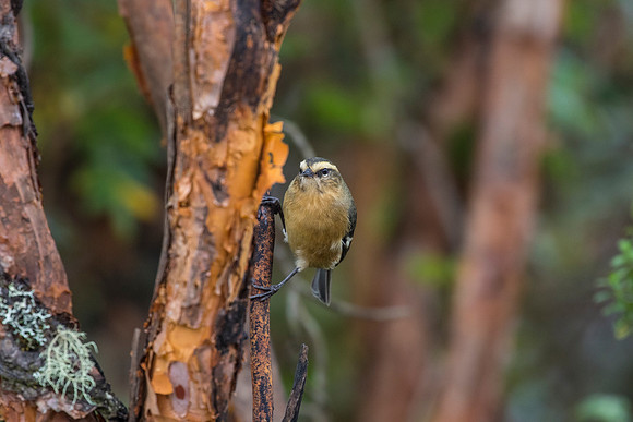 Cinereous conebill KAC0675