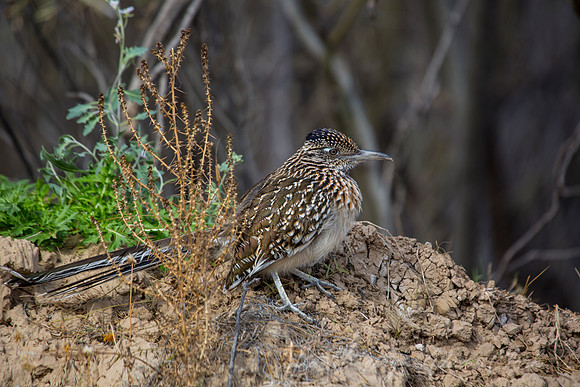Greater Roadrunner KAC0346