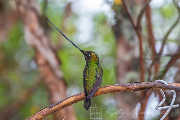 Sword-billed hummingbird KAC9075
